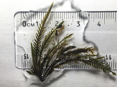 Fontinalis neomexicana