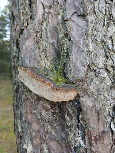 Pine Bracket