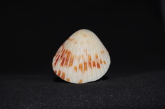 Trachycardium procerum