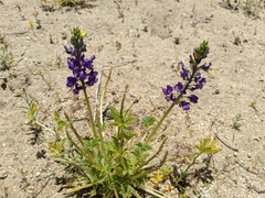 Lupinus odoratus
