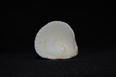 Trachycardium procerum