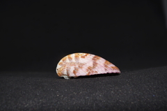 Americardia planicostata