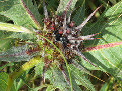Oxythyrea noemi