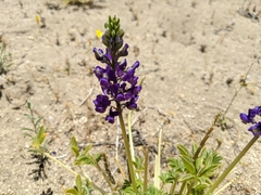 Lupinus odoratus