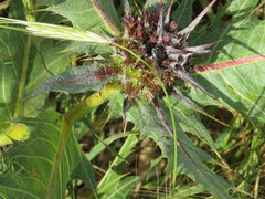 Oxythyrea noemi