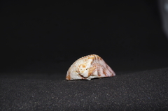 Americardia planicostata