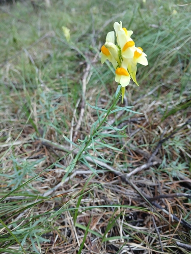 common toadflax