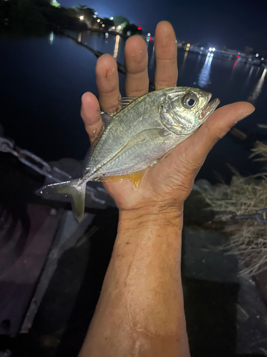 Caranx sexfasciatus observed 2026-10-16