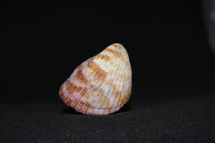 Americardia planicostata