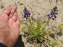 Lupinus odoratus