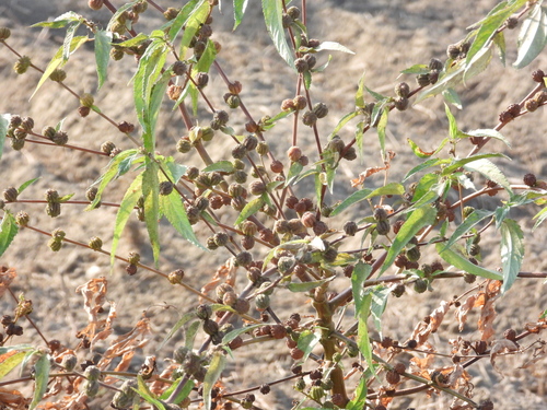 Corchorus capsularis observed 2026-10-16