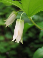 Prosartes smithii