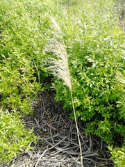 Phragmites australis