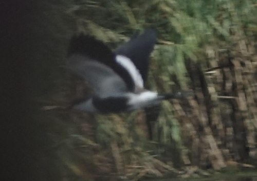iNaturalist image