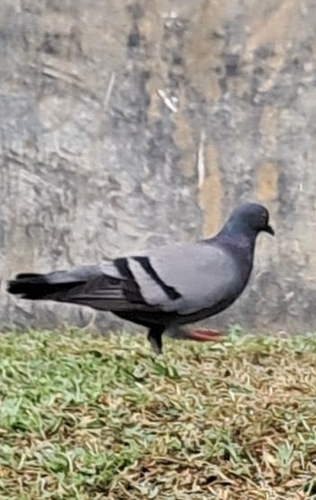 Rock Pigeon