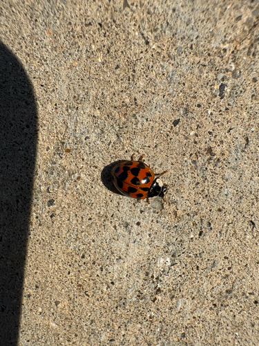 Asian Lady Beetle