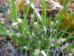 Centrolepis aristata