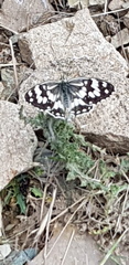 Melanargia larissa