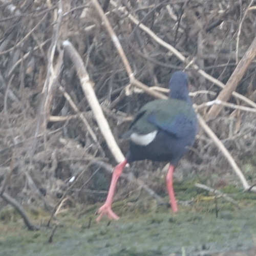 iNaturalist image