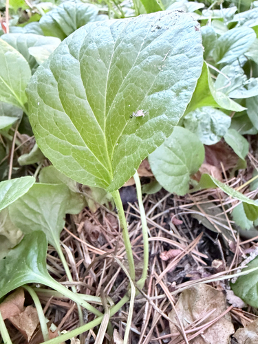 iNaturalist observation photo of bog wintergreen