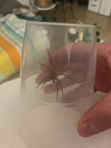 Mediterranean Spiny False Wolf Spider