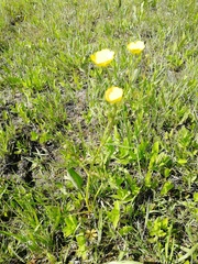 Ranunculus