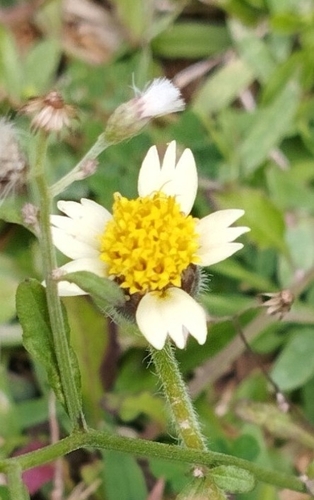 Tridax Daisy