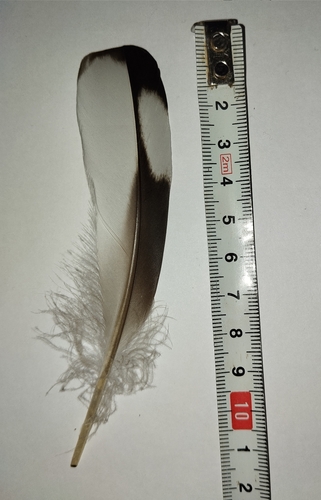 Plume de Macreuse brune