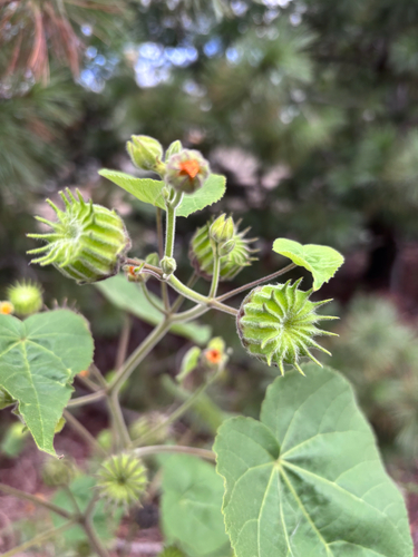 velvetleaf