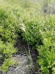 Phragmites australis