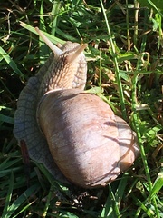 Helix pomatia