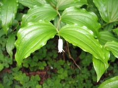 Prosartes smithii