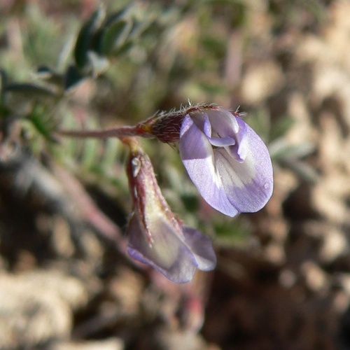 Astragalus nuttallianus imperfectus
