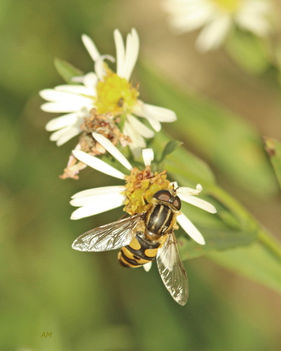Narrow-headed Marsh Fly