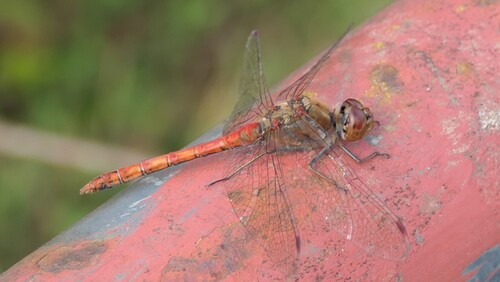 Common Darter