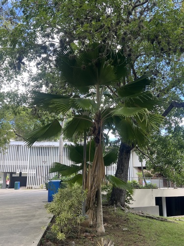 Pritchardia pacifica observed 2026-10-16