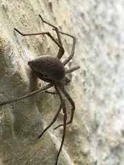 Pisaura mirabilis