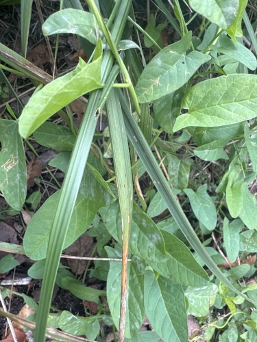 Bindweed Powdery Mildew