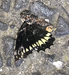 Battus polydamas