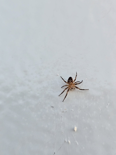 Cross Orbweaver