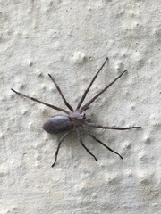 Pisaura mirabilis