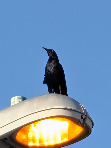 Great-tailed Grackle