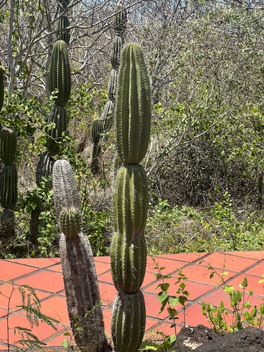 Jasminocereus thouarsii observed 2026-10-14