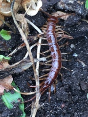 Lithobius