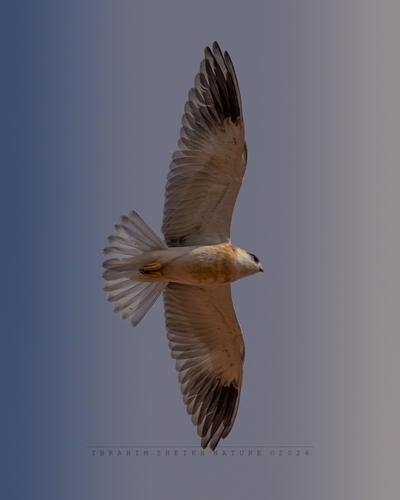 African Black-winged Kite