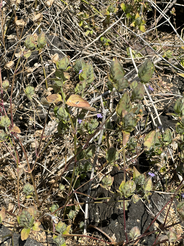 Ruellia blechum observed 2026-10-14
