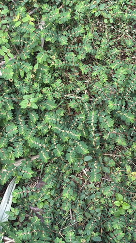 Euphorbia thymifolia observed 2026-10-16