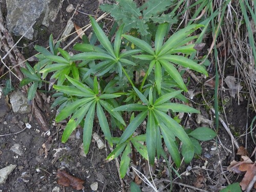 Stinking hellebore