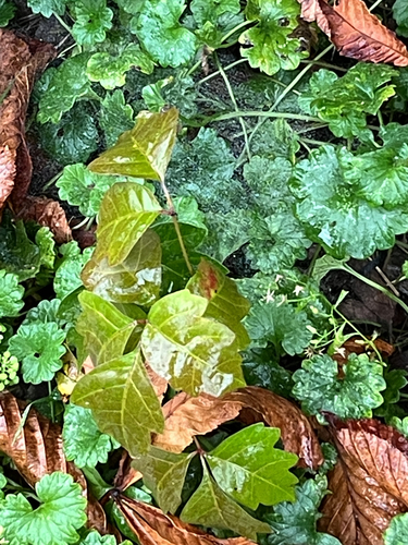 eastern poison ivy