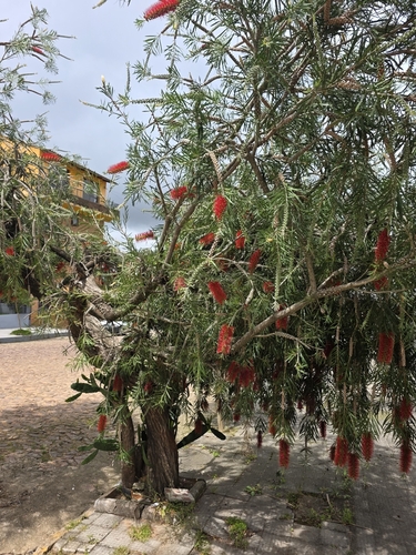Callistemon lanceolatus, 2026-10-16